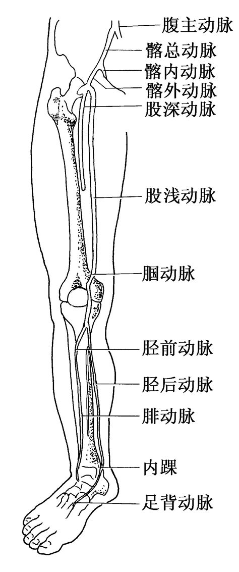 下肢血管解剖图图片