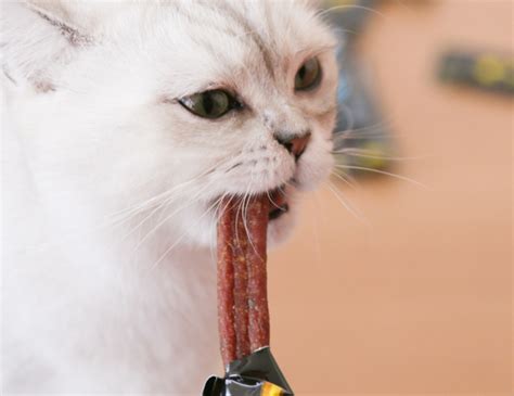 网友喂流浪猫遭骂：“为什么要喂猫，吃饱了捕鸟？”|流浪猫|绝育|猫_新浪新闻