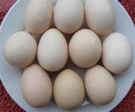 2015年3月24日全国鸡蛋价格今日最新市场行情走势预测-中商数据-中商情报网