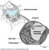 下图1是细胞膜内陷形成的囊状结构即小窝，小窝与细胞的信息传递等相关：下图2表示小窝蛋白在某细胞内合成及被转运到细胞膜上的过程，其中①-⑥表示 ...