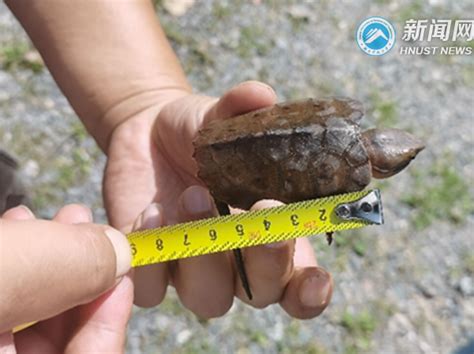我校科研团队在江永县发现罕见野生平胸龟 - 湖南科技大学新闻网