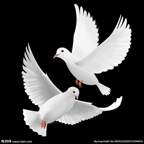 一直白色的和平鸽展开翅膀姿势优美高清PNG