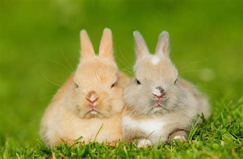 哪个五行的兔命最好，生肖兔五行属什么命最好 -属兔-生肖网
