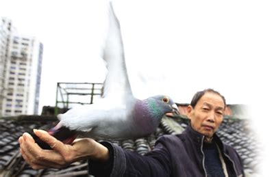 在温州 有这么一群热爱放鸽子的人-新闻中心-温州网
