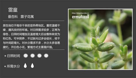 花卉植物介绍PPT模板下载_编号qpxremng_熊猫办公