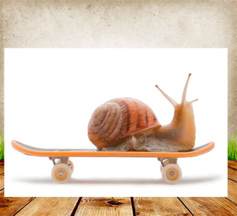 抠动物，用图层蒙版抠出在滑板上的蜗牛 - 其它抠图 - PS教程自学网