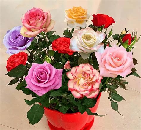 玫瑰颜色的含义和象征(玫瑰花竟有10种颜色，你知道它们代表着不同的花语吗？) - 【爱喜匠】