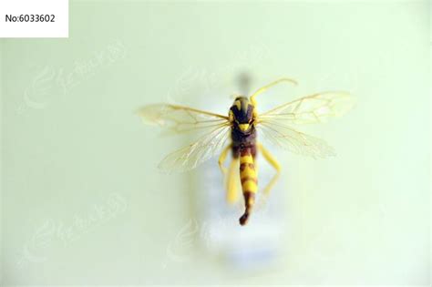 姬蜂图片