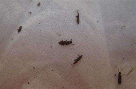 为什么床上有黑色的小虫子，床上的小黑虫是什么虫 - 海淘族
