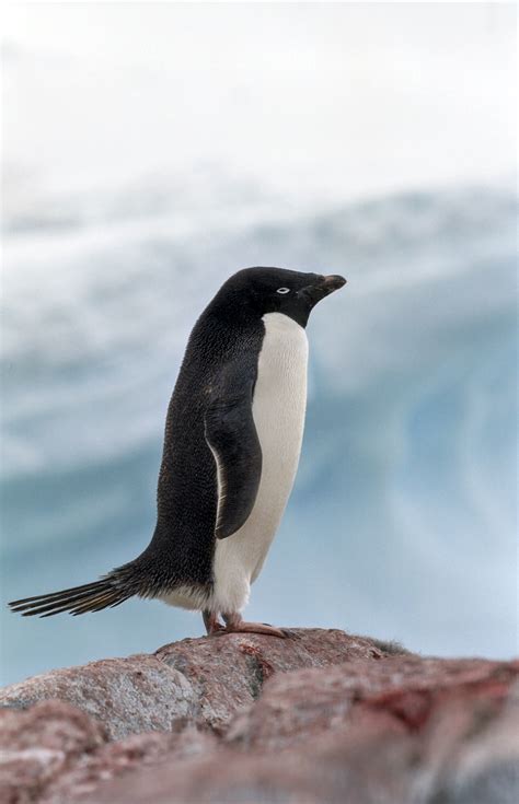 企鹅种类品种,企鹅种类(第3页)_大山谷图库