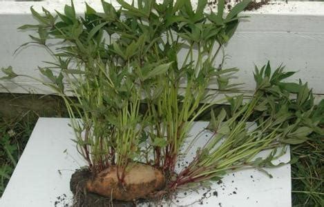 红薯盆栽的种植方法和注意事项 - 蓝妖花园