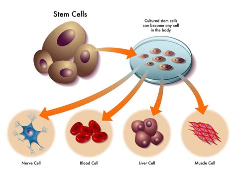 干细胞基础知识：什么是干细胞、胚胎干细胞和成体干细胞|干细胞|细胞|成体_新浪新闻