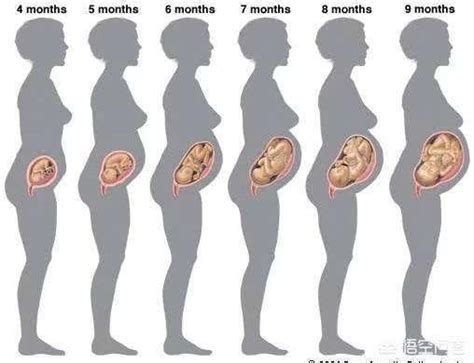 孕妇胎儿发育过程图_1到40周胎儿发育过程 - 随意云