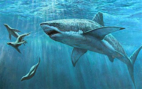 凶猛的鲨鱼为什么从来不吃海豚？今天可算知道了|鲨鱼|海豚|大海_新浪新闻