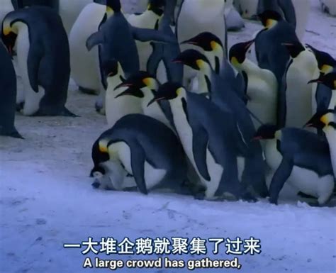 企鹅间谍靠充Q币混成首领，帝企鹅为争对象上演乡村式吵架