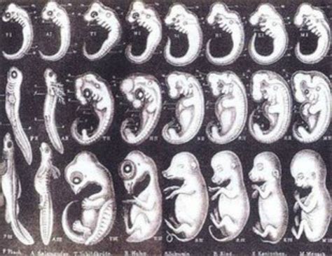 人类胚胎发育过程图_有来医生