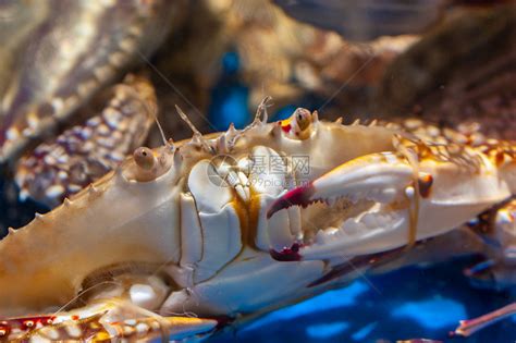 海鲜市场中售卖的螃蟹高清图片下载-正版图片501689672-摄图网