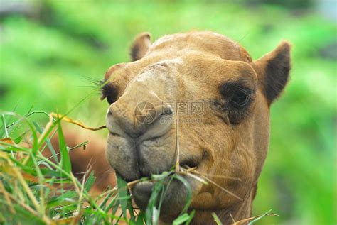 骆驼附近正在吃草高清图片下载-正版图片322071846-摄图网