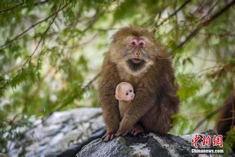黄山短尾猴高清图片下载_红动中国