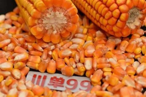 龙高l2玉米种子基本介绍，有哪些品种特征和优势 - 农敢网