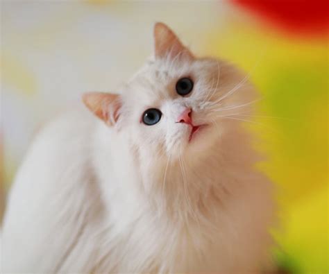 山东临清狮子猫图片