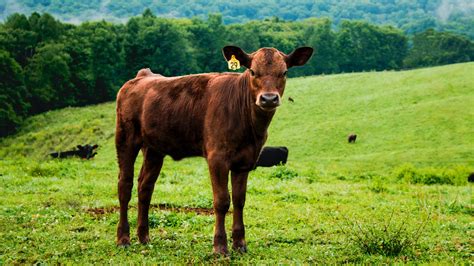 世界十大肉牛品种排名，比利时蓝牛拍第六，日本和牛最顶级_排行榜123网