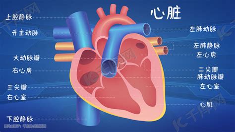 人体心脏的位置图图片 人体心脏的位置图图片