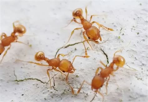 世界上最大的巨型蚂蚁，非洲的矛蚁（头尾长达4厘米）_探秘志