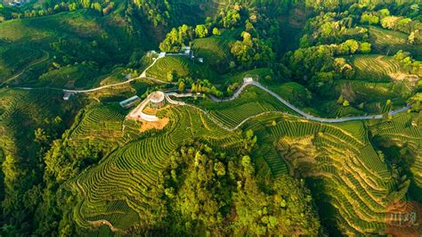 航拍雅安“大地指纹”茶山 感受人与自然的杰作-四川文明网