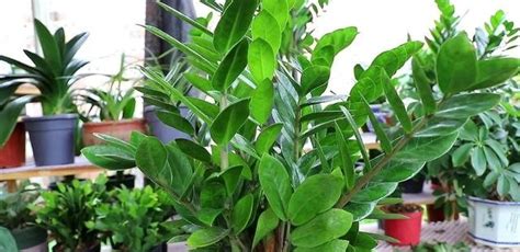 绿化带植物名称,绿化带植物名字图片,常见绿化带灌木植物(第7页)_大山谷图库