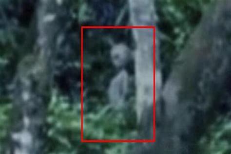 巴西亚马逊外星人事件 作家科恩以此视频拍摄电影-小狼观天下