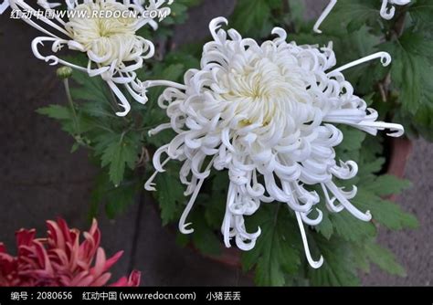 【白色菊花摄影图片】生态摄影_太平洋电脑网摄影部落