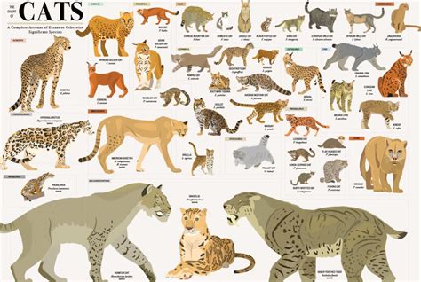 40种猫科动物图片 猫科动物的种类及图片(2)_配图网