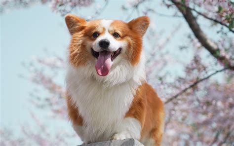 柯基犬摄影图__家禽家畜_生物世界_摄影图库_昵图网nipic.com