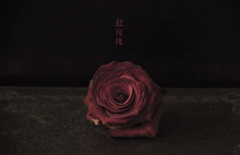 鲜艳的红玫瑰高清图片下载_红动中国