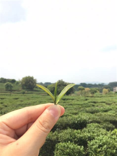 惠州柏塘产业,博罗柏塘王造古别墅,博罗柏塘11亿别墅_大山谷图库