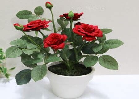 玫瑰,花,植物高清图库素材免费下载(图片编号:6810680)-六图网