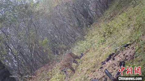 实属罕见陕西长青自然保护区3分钟拍摄2只金钱豹|陕西省_新浪新闻