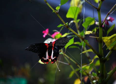 花上美丽的蝴蝶吃花蜜高清图片下载-正版图片503806307-摄图网