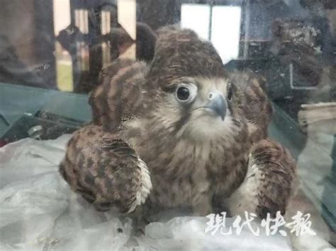 湖南高校学生“捡”到“怪鸟”，一查是“三有”保护鸟类池鹭-三湘都市报