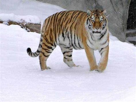 老虎最害怕什么 老虎的克星是什么动物_华夏智能网
