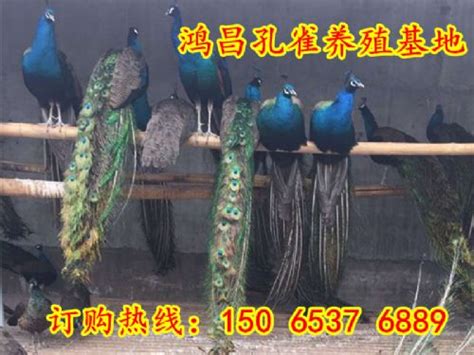 成年白孔雀价格 开屏蓝孔雀养殖场价格 一对观赏孔雀活体多少钱-阿里巴巴