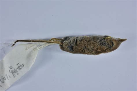 小纹背鼩鼱 Sorex bedfordiae - 物种库 - 国家动物标本资源库