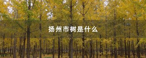 扬州市树是什么-苗木百科-中国花木网