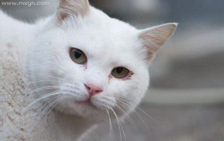 梦见了两只猫，一只白猫一只橘猫 - 原版周公解梦大全