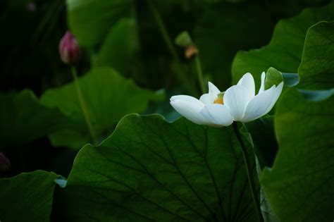 清水出芙蓉》C摄影图片】生态摄影_彭苏福的博客_太平洋电脑网摄影部落