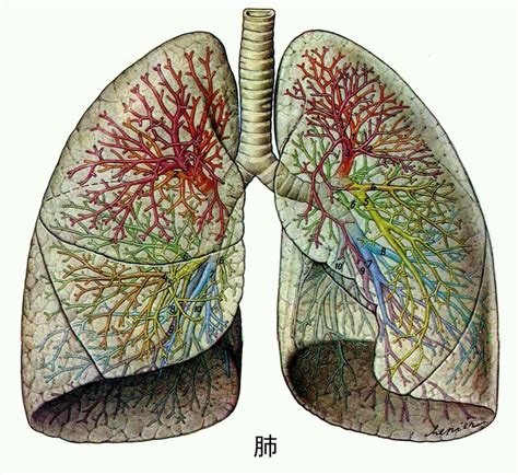 三个爸爸实验室 No.173 肺的呼吸 观察肺工作的原理