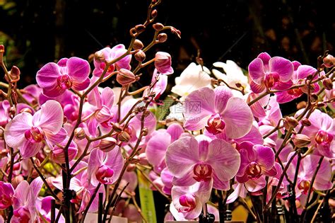 粉红兰花花花花朵植物群粉色高清图片下载-正版图片320816781-摄图网