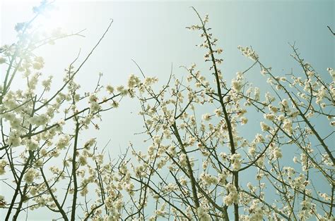 春暖花开的季节来了呀 - 堆糖，美图壁纸兴趣社区