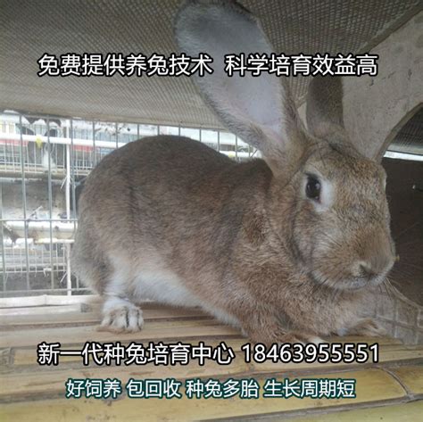 永年肉兔种兔养殖场_兔子养殖场_一诺兔业